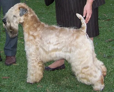 soft coated wheaten terrier: a purebred terrier originating from Ireland