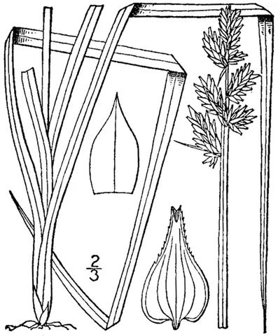 soft fox sedge: carex conjuncta, native to north central and northeastern United States