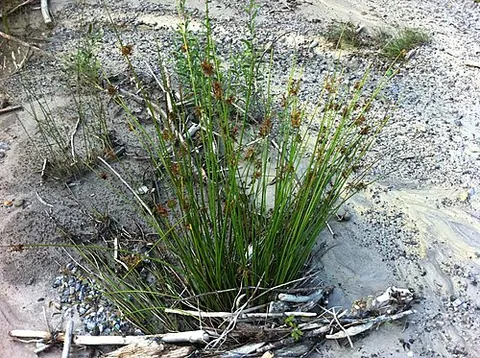 soft rush: a plant of the species Juncus effusus, nearly worldwide in distribution, native over much of its...