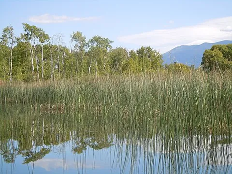 softstem rush: a plant of the species Juncus effusus, a type of true rush found worldwide