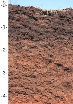 soil: a mixture of mineral particles and organic material, used to support plant growth