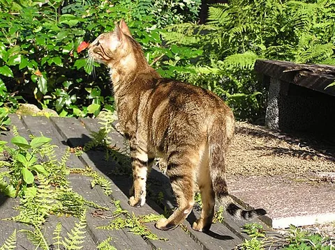 sokoke: a domestic cat of a particular breed with a blotched tabby coat