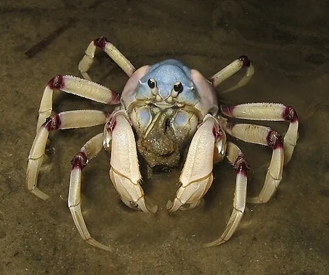 soldier crab: common hermit crab (Pagurus bernhardus), of Europe