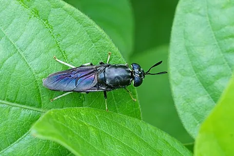 soldier fly: any fly of the insect family Stratiomyidae, which resemble wasps