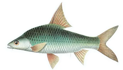 soldier river barb: a species of ray-finned fish (Cyclocheilichthys enoplos)