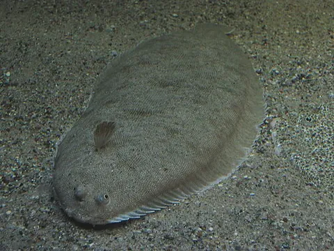 soleid: any species of the family Soleidae