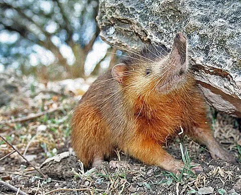 solenodon: any of the family Solenodontidae of small nocturnal, burrowing, insectivorous mammals, with a long...