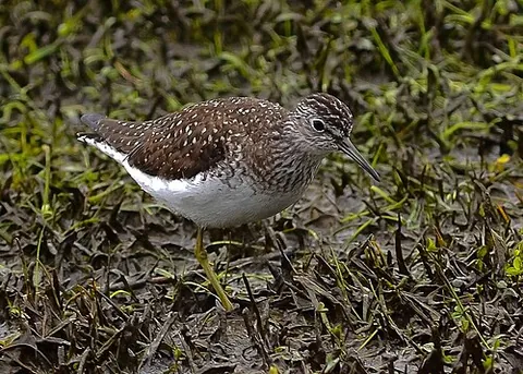 solitary sandpiper: tringa solitaria, a small wading bird