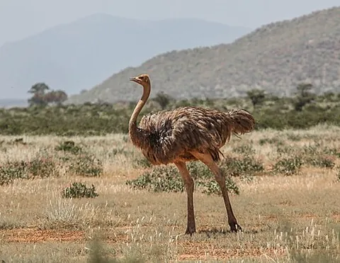 somali ostrich: struthio molybdophanes, a large flightless bird native to the Horn of Africa, previously considered...