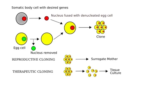 somatic cell nuclear transfer: technique used in genetic engineering in which a donor nucleus from a somatic cell is implanted...