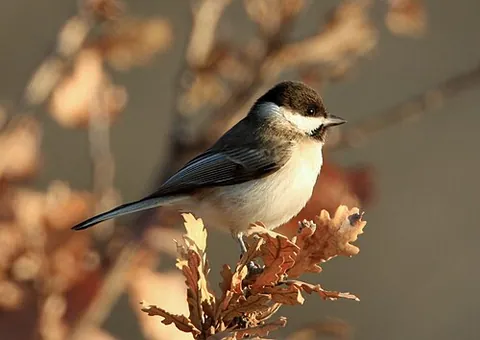 sombre tit: poecile lugubris, a small bird of the tit family Paridae
