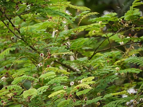 sompoi: senegalia rugata (syn. Acacia concinna), a species of acacia which holds importance in several...