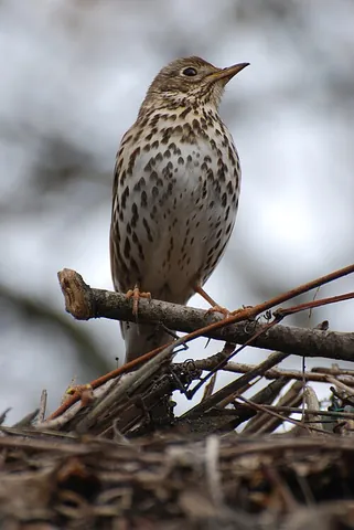 song thrush: a songbird in the thrush family, found across Eurasia (Turdus philomelos)