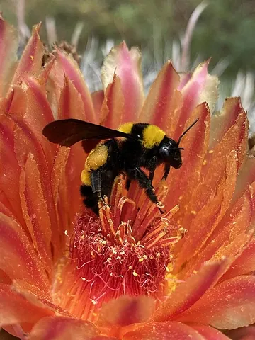 sonoran bumble bee: bombus sonorus, a species of bumble bee found from the southern United States into Central America