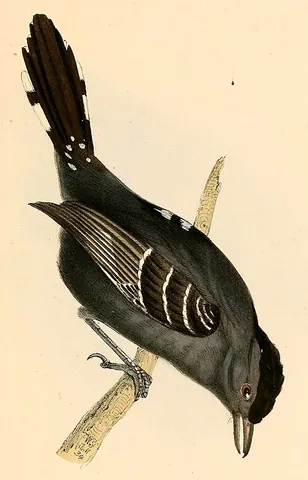 sooretama slaty antshrike: a passerine bird of the antbird family, Thamnophilus ambiguus (syn. Thamnophilus naevius ambiguus)