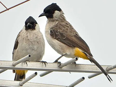 sooty-headed bulbul: a bird of species Pycnonotus aurigaster, of the bulbul family Pycnonotidae, of southeastern Asia