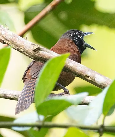 sooty-headed wren: pheugopedius spadix, a species of wren with a black head found only in Colombia and small parts of...