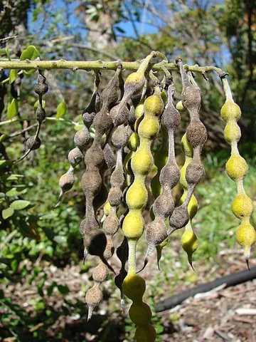 sophora: any of the genus Sophora of small trees and shrubs related to the pea