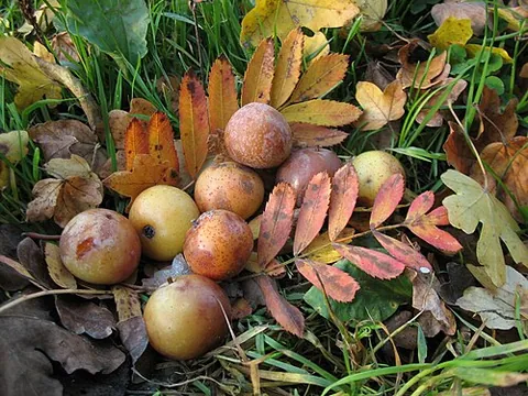 sorb: the service tree, Sorbus domestica