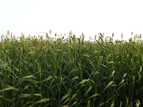 sorghum: a cereal, Sorghum genus and species, the grains of which are cultivated to make flour and feed...