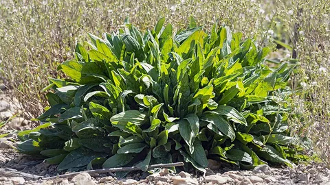 sorrel: any of various plants with acidic leaves of the genus Rumex, especially