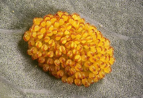sorus: any reproductive structure, in some lichens and fungi, that produces spores