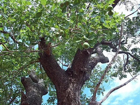 souari: any tree of the genus Caryocar. They yield strong timber and some bear edible nuts