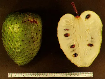 soursop: a small tropical evergreen tree, Annona muricata