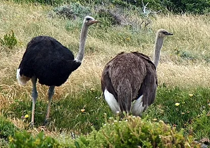 south african ostrich: struthio camelus australis, a subspecies of the common ostrich endemic to South Africa, Namibia,...
