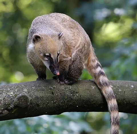 south american coati: a coati of species Nasua nasua, native to the tropical and subtropical parts of South America