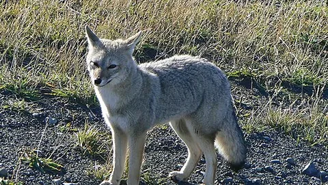 south american gray fox: a fox of species Lycalopex griseus, found in Argentina, Chile, and Uruguay