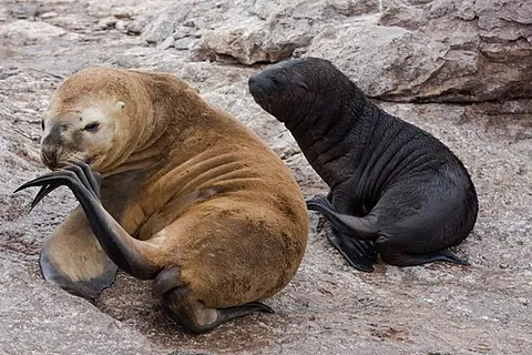 south american sea lion: a sea lion, Otaria flavescens, found on the Chilean, Peruvian, Uruguayan and Argentine coasts, with...
