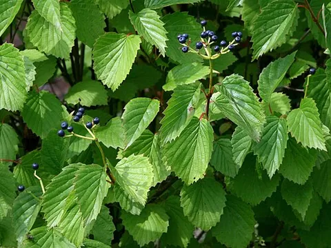 southern arrowwood: viburnum dentatum, native to eastern North America