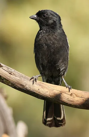southern black tit: melaniparus niger, a small bird of the tit family Paridae