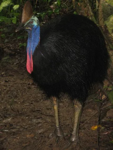 southern cassowary: a large flightless black bird, Casuarius casuarius
