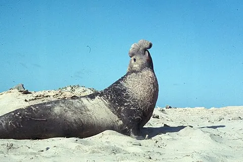 southern elephant seal: a large seal, found mainly around Antarctica of species Mirounga leonina, famous for being the...