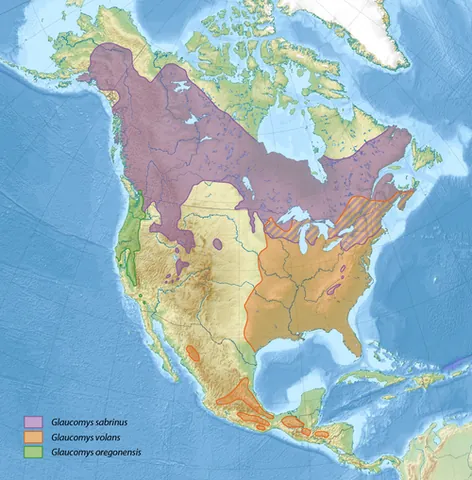 southern flying squirrel: a nocturnal omnivorous squirrel Glaucomys volans of eastern North America and Central America that...