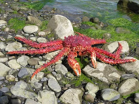 southern king crab: a crab of species Lithodes santolla and its edible flesh, native to southern South America