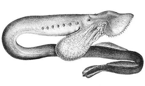 southern lamprey: a pouched lamprey (Geotria australis), of Australia
