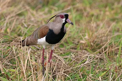 southern lapwing: vanellus chilensis, a wader in the order Charadriiformes, found in Central and South America