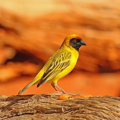 southern masked weaver: a bird native to Africa, Ploceus velatus