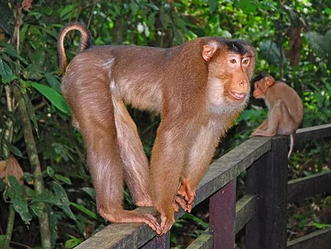 southern pig-tailed macaque: an Old World monkey of the species Macaca nemestrina, native to Borneo, Sumatra, and the Malay...