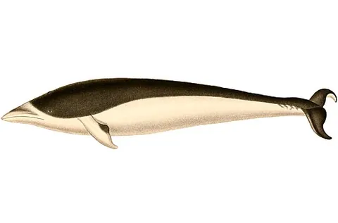southern right whale dolphin: lissodelphis peronii, a small and slender dolphin, found in cool waters of the Southern Hemisphere