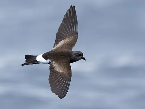 southern storm petrel: a seabird belonging to the family Oceanitidae