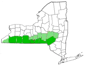southern tier: an area of New York, variously described, but approximately comprising the state's counties that...