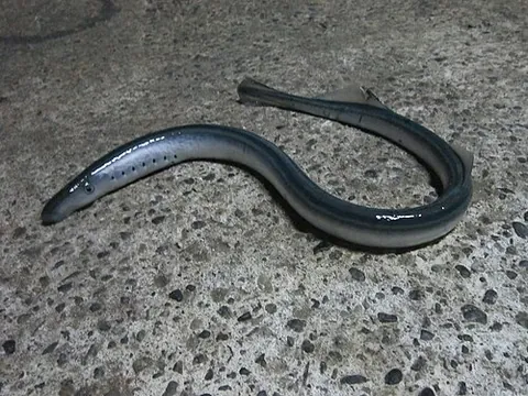 southern topeyed lamprey: a lamprey of the genus Mordacia, of Chile and Australia