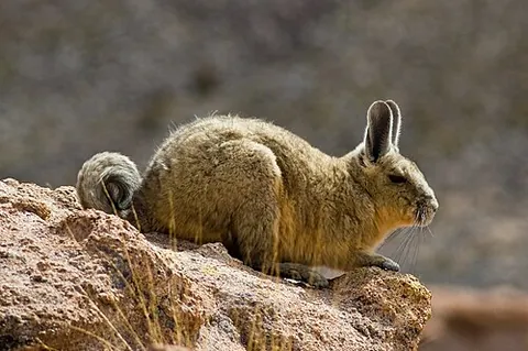 southern viscacha: a species of rodent, Lagidium viscacia, found in South America