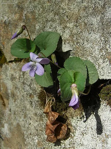 southern woodland violet: viola hirsutula, a species of wild violet native to the eastern United States