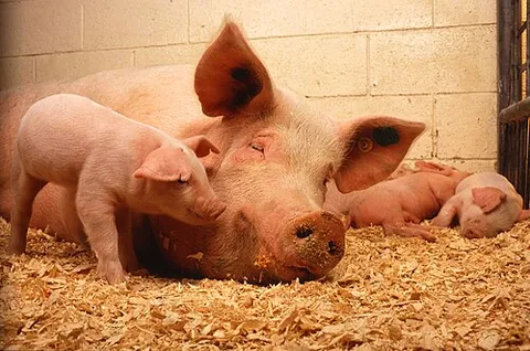 sow: a female pig