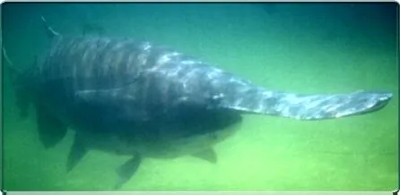 spadefish: any of several marine fish of the family Ephippidae